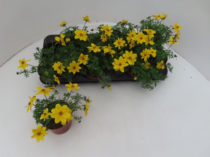 <h4>BID YELLOW CHARM</h4>