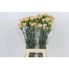 Dianthus St Lege Marrone