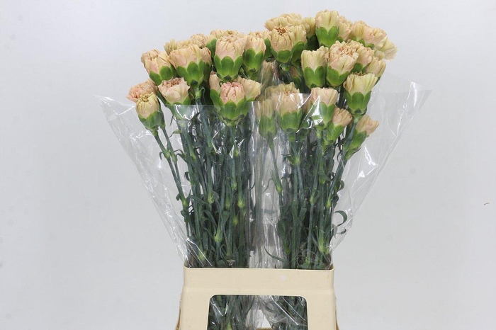 Dianthus St Lege Marrone