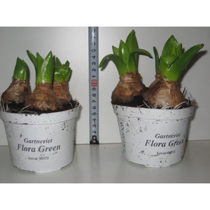 HYACINTHUS ORIENTALIS p11