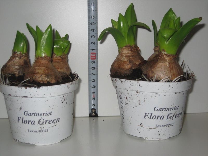<h4>HYACINTHUS ORIENTALIS p11</h4>