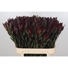 Leucadendron Saf Sunset Dark R.