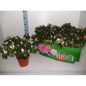 Rhododendron simsii mix 14Ø 32cm 32Ø