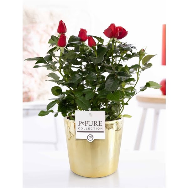 <h4>Rosa red in P&PURE Laryssa ceramics shiny gold</h4>