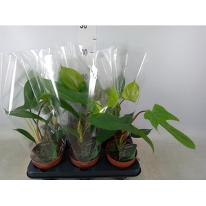 Philodendron   ...