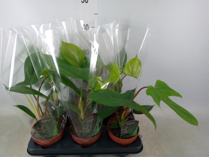 <h4>Philodendron   ...</h4>