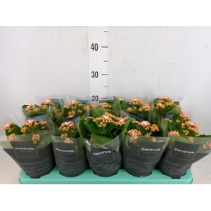 Kalanchoe blos. 'Serenity Softpink'