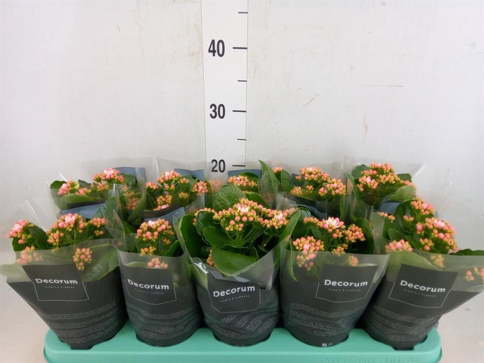 <h4>Kalanchoe blos. 'Serenity Softpink'</h4>