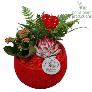 VE054 Esra Red Small