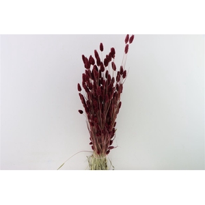 Dried Phalaris X5 Bordeaux Bunch