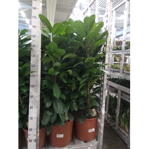 Ficus cyathistipula