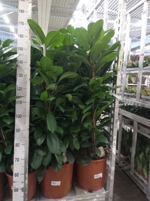<h4>Ficus cyathistipula</h4>