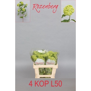 Viburnum roseum