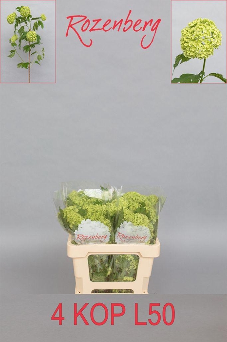 <h4>Viburnum roseum</h4>