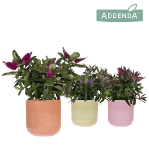 Hebe Addenda Donna mix in Flare pot mix