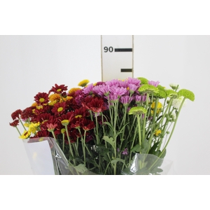CRISANTEMO SANTINI MISTO 080 CM