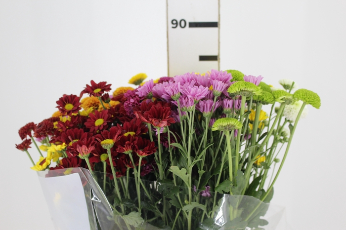 <h4>CRISANTEMO SANTINI MISTO 080 CM</h4>