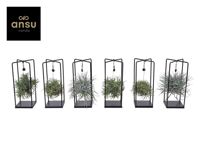 <h4>Tillandsia Cube mix (Medium)</h4>