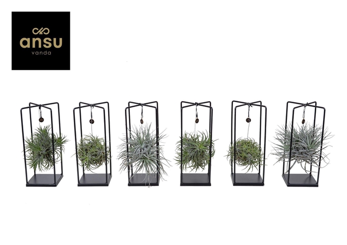 <h4>Tillandsia Cube mix (Medium)</h4>