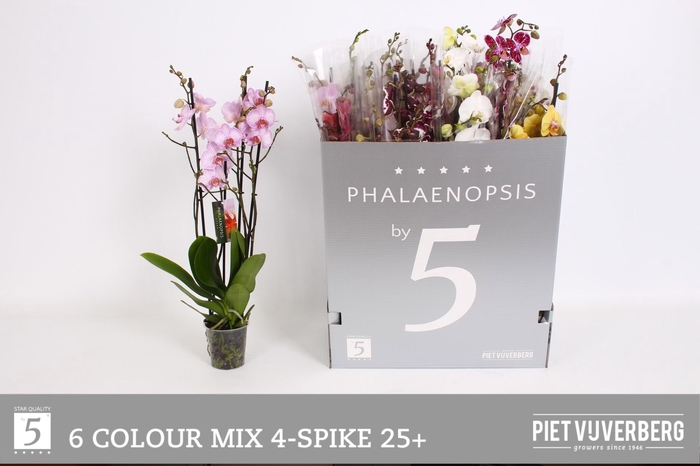 <h4>PHAL GEM 6 KL</h4>