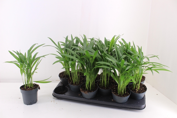 <h4>DYPSIS LUTESCENS</h4>