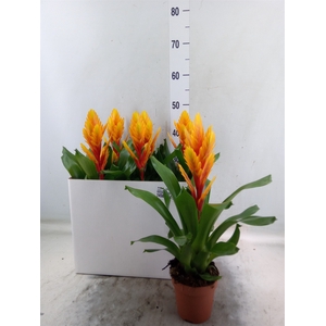 Vriesea  'Intenso Flame'
