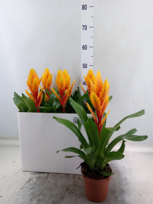 <h4>Vriesea  'Intenso Flame'</h4>
