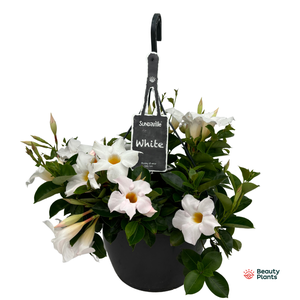Mandevilla Sundaville White hangpot (Dipladenia)