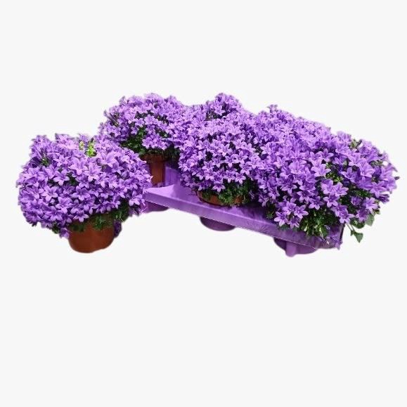 <h4>Camp Portenschlagian</h4>