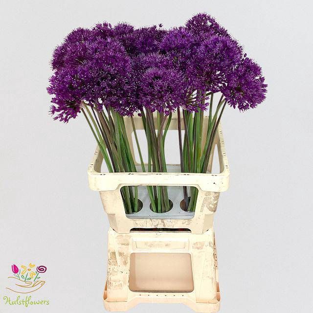 <h4>ALLIUM PURPLE SENS</h4>