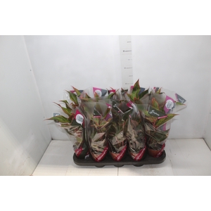 AGLAONEMA CRETA P12