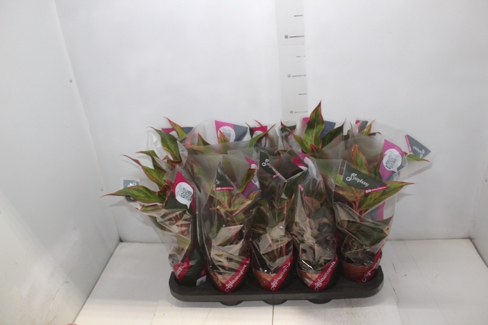 <h4>AGLAONEMA CRETA P12</h4>
