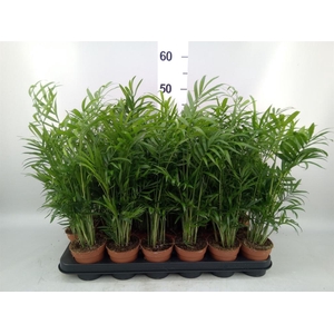 Chamaedorea elegans