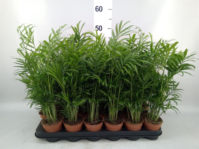 <h4>Chamaedorea elegans</h4>
