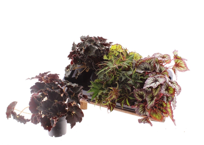 <h4>BEG REX GRP GEM</h4>