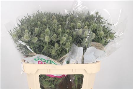 <h4>Eryngium Mag White Lagoon</h4>