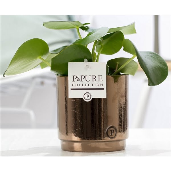 <h4>Peperomia Raindrop in P&PURE Juliette ceramics goldbronze</h4>