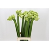 Ornithogalum Saundersiae