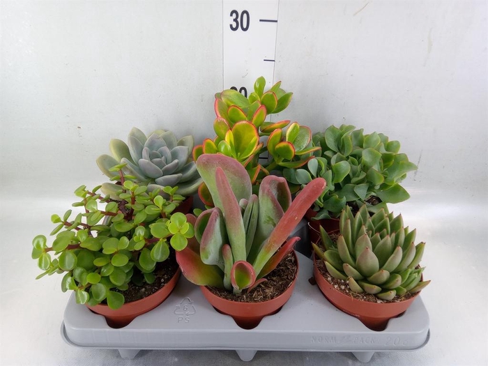 <h4>Succulents   ...</h4>