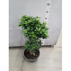 Ficus microcarpa 'Ginseng'