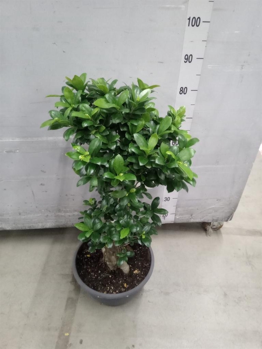 <h4>Ficus microcarpa 'Ginseng'</h4>