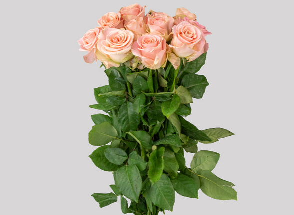 <h4>ROSA HERMOSA 060 CM ROSA ESTUFA</h4>