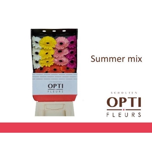 Gerbera Mix Summer Diamond