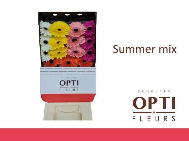 Gerbera Mix Summer Diamond