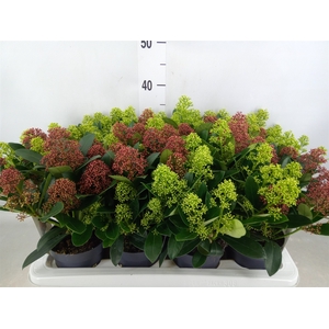 Skimmia jap.