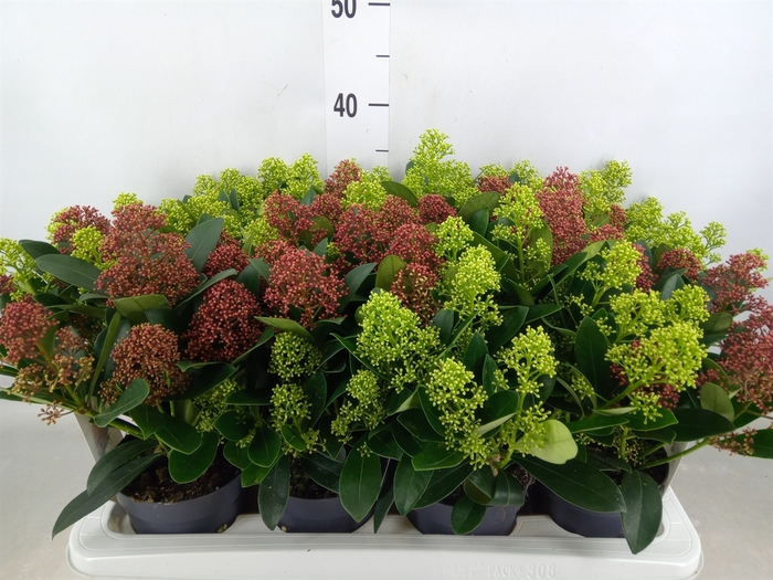 <h4>Skimmia jap.</h4>
