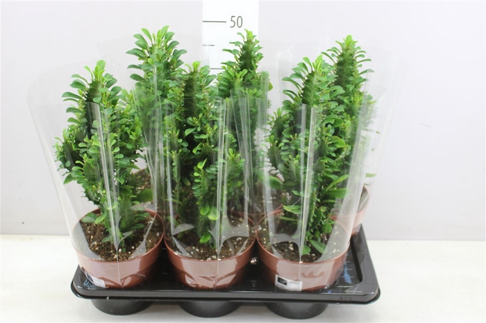 <h4>Euphorbia Trigona</h4>
