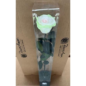 50cm Stem Bic56