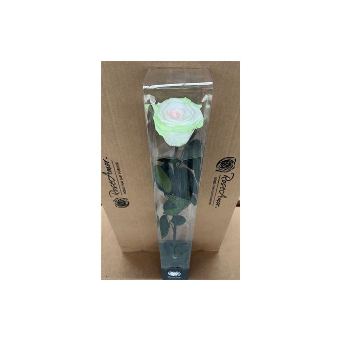 <h4>50cm Stem Bic56</h4>