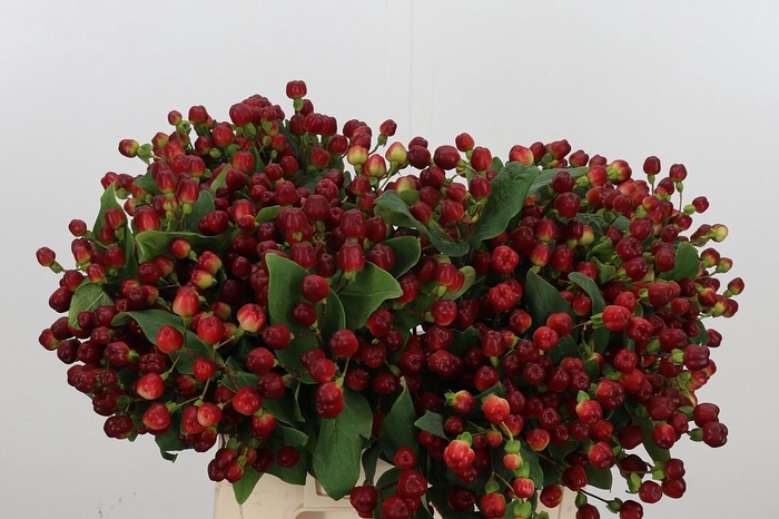 <h4>Hyp Mag Cherry</h4>